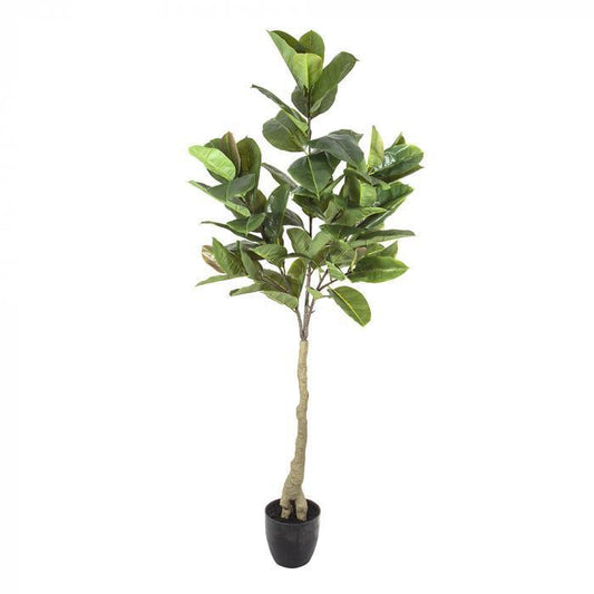 Rubber Tree 1.5m in Plastic Pot-abc