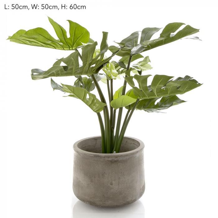 63cm Potted Monstera-abc