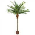 4.9m Majesty Palm w 1664 Lvs-abc