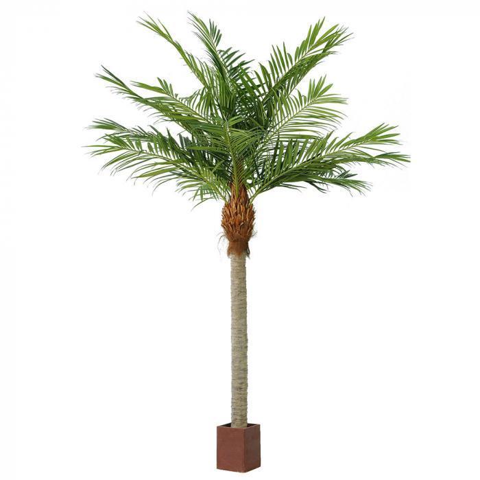4.9m Majesty Palm w 1664 Lvs-abc