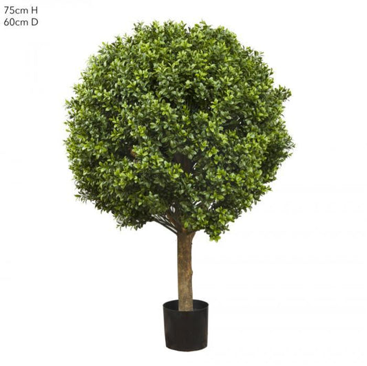 Boxwood Ball Tree 75cm (Dia 60cm)-abc