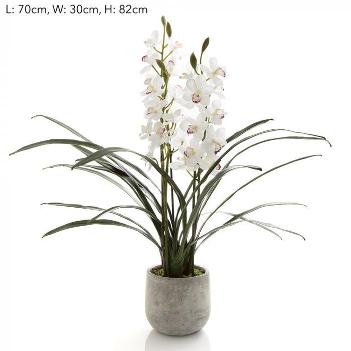 Orchid Cymbidium in Pot 82cm-abc