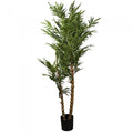 Royal Bamboo Tree-abc