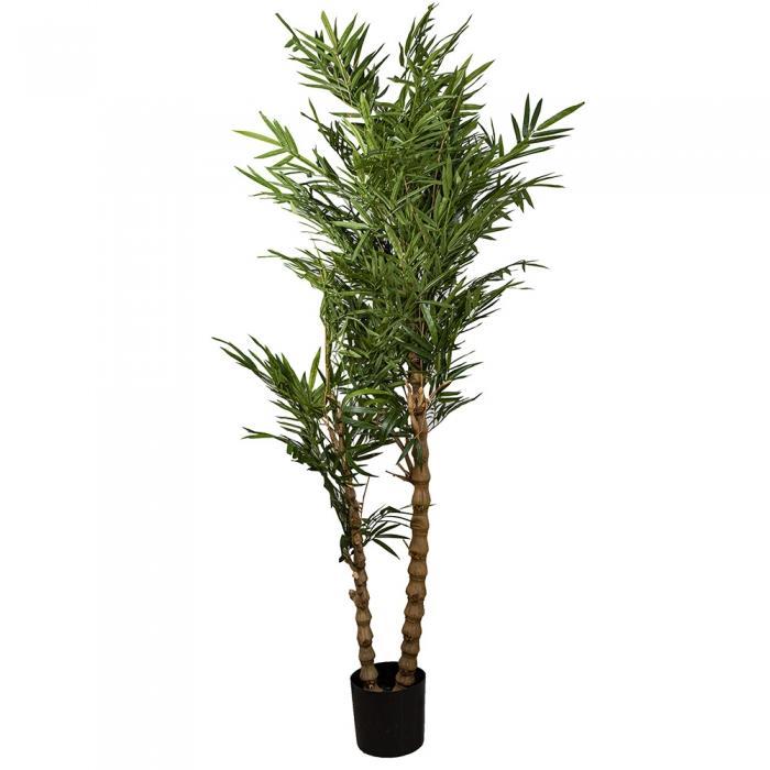 Royal Bamboo Tree-abc