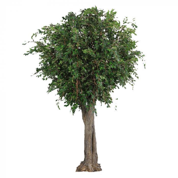 6M Giant Ficus Exotica Tree 27072 Lvs-abc
