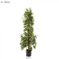 Pothos in Pot 1.2m 250 Lvs (TCPOT120)-abc