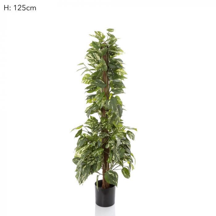 Pothos in Pot 1.2m 250 Lvs (TCPOT120)-abc