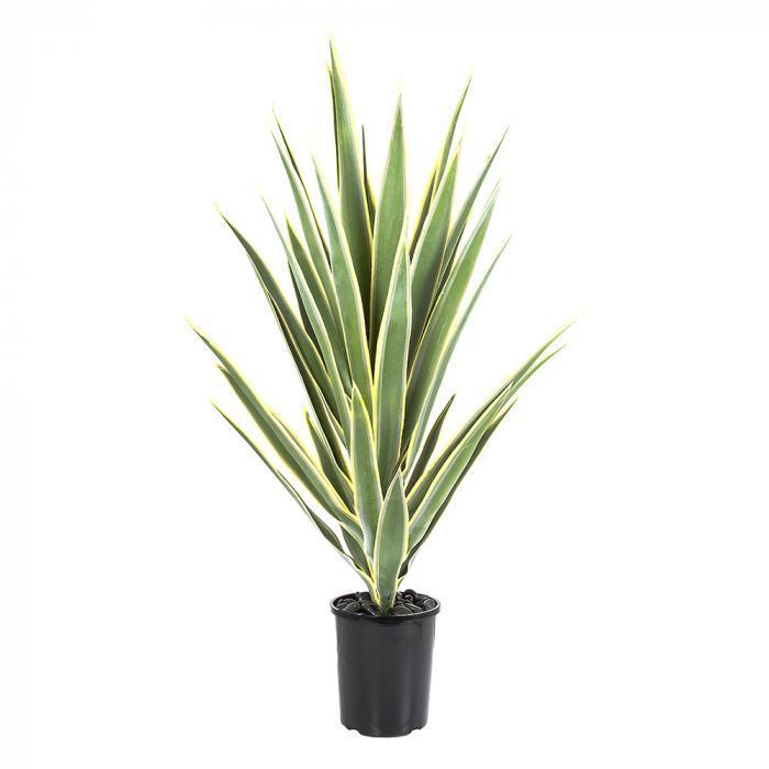 Yucca Head 78cm Potted-abc