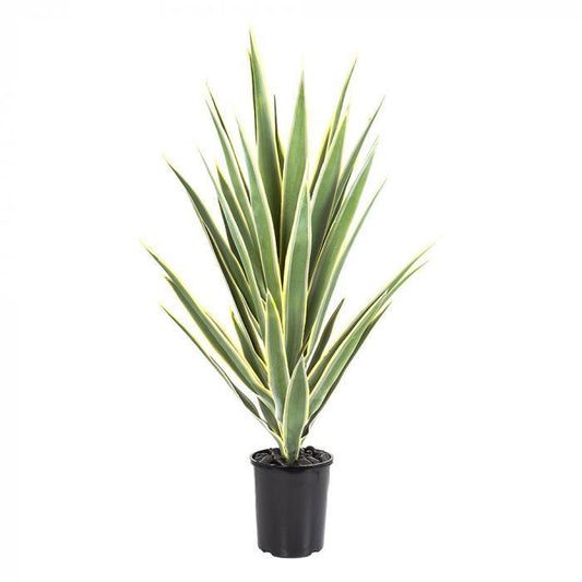 Yucca Head 78cm Potted-abc