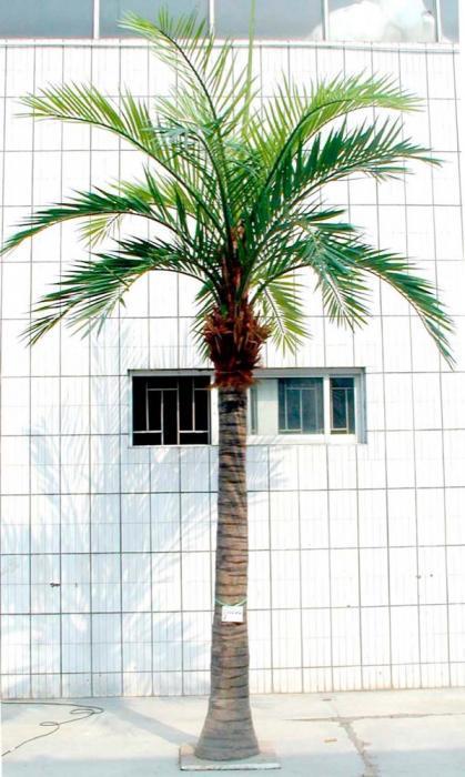 5.5m Coconut Palm x19 w 1425 Lvs-abc