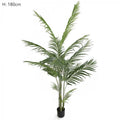 potted areca palm 593 lvs 183cm-abc