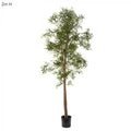 Olive Tree 2m-abc