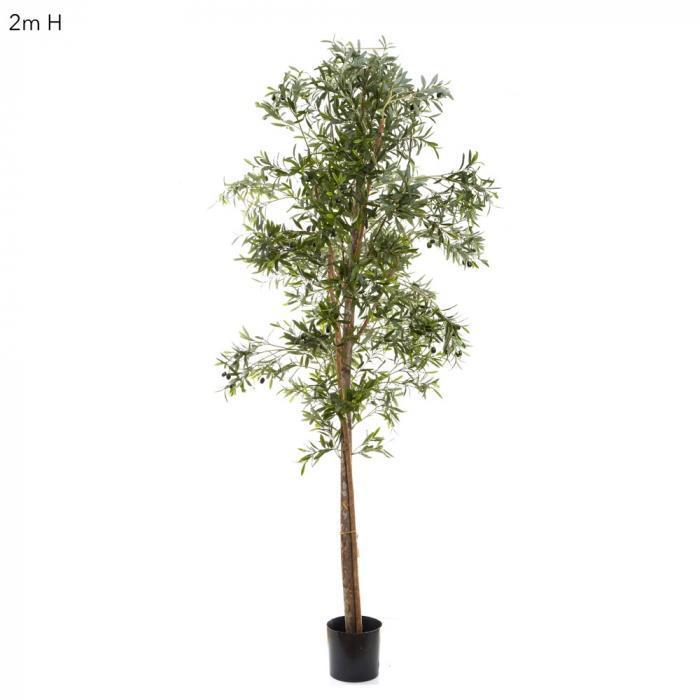 Olive Tree 2m-abc