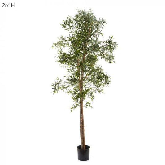 Olive Tree 2m-abc