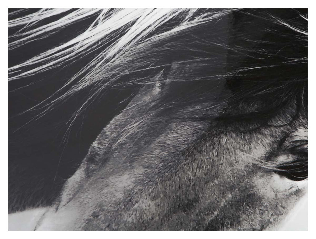 Wild Brumby Wall Art-abc