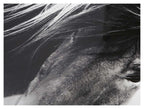 Wild Brumby Wall Art-abc