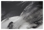 Wild Brumby Wall Art-abc