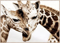 Giraffe Portrait Framed Canvas Wall Art-abc