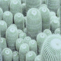 Poster Cactus Bed 50 x 50 cm-abc
