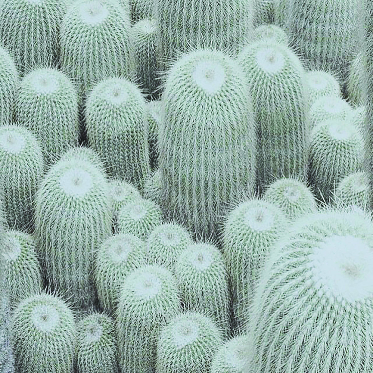 Poster Cactus Bed 50 x 50 cm-abc