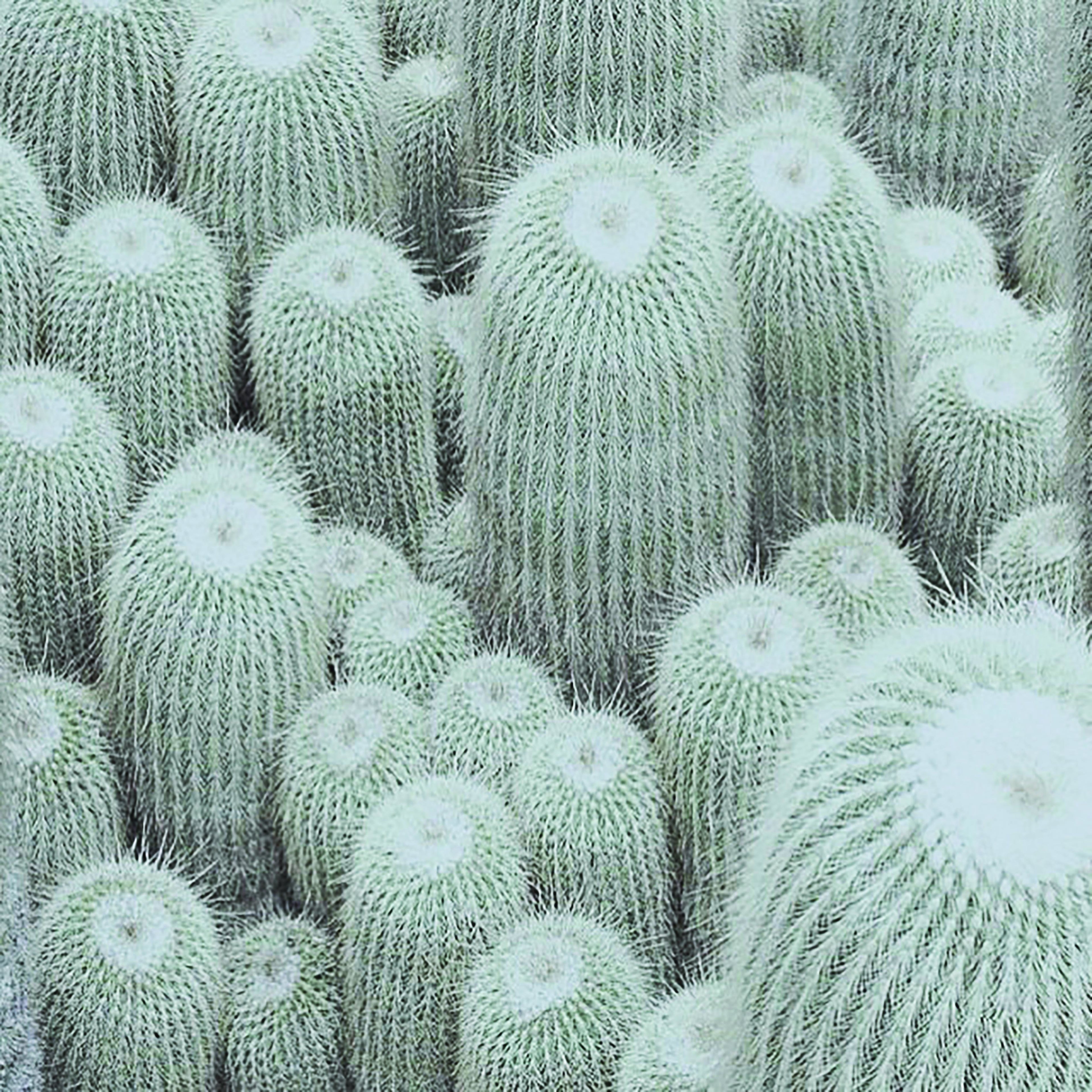 Poster Cactus Bed 50 x 50 cm-abc
